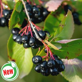 Viking Aronia Berry Thumbnail